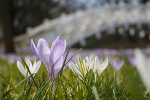 Im Frühjahr gibt es im Garten einiges zu tun