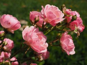 Die Rosen im Garten brauchen immer wieder einen guten Rosenschnitt