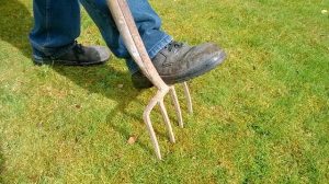 Moos um Giersch im eigenen Garten sind oft unerwünscht