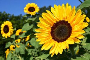 Sonnenblumen sind wunderschöne Sommerblumen